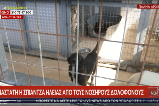 σκυλιά - Ηλεία